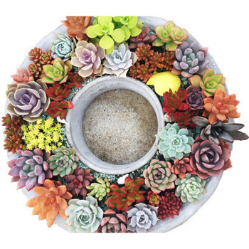 多肉植物新款多肉植物组合盆栽肉肉稀有品种绿植花卉室内含盆藏青色三颗裸根不带土 拍5个起发货 图片价格品牌报价 京东