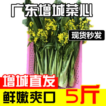 广东增城迟菜心新鲜广东高脚迟菜心小楼白5斤10 2500g