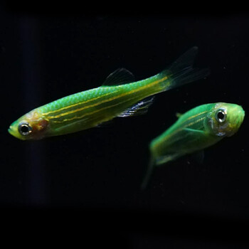 美人雾 热带鱼 观赏鱼 观赏鱼小型 斑马鱼 活体 翡翠斑马 10条