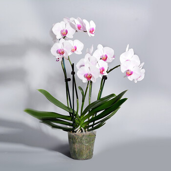 一枝蝴蝶兰 一枝一萼红蝴蝶兰花卉盆栽绿植年宵花带白色紫心大花原杯不含盆2梗 行情报价价格评测 京东