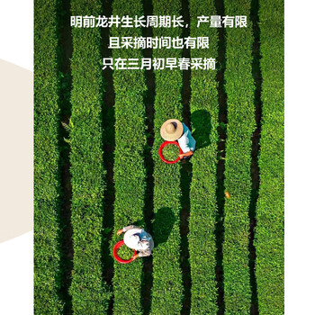 修哲绿茶正宗杭州龙井特级50g26年明前头采袋装茶叶无农残送礼