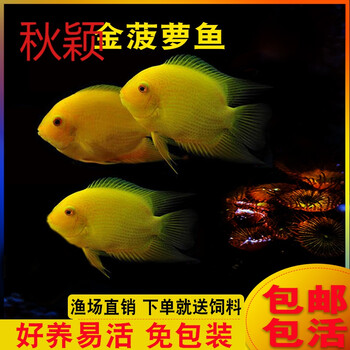 秋颖金菠萝喷点菠萝鱼热带鱼活体水族宠物鱼淡水鱼中型鱼活体鱼苗2cm菠萝苗2条 图片价格品牌报价 京东