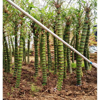 庭院竹子苗龟甲竹苗龙鳞竹佛肚竹龟文竹罗汉竹龟甲竹苗子 龟甲竹9厘米