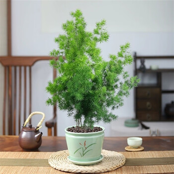 中梦蓬莱松盆栽植物室内老桩花卉绿植水培客厅迎客松小盆景 蓬莱松