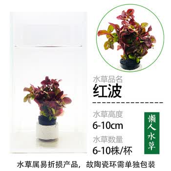 Hkna 鱼缸懒人水草活体植物水榕沉木莫斯真水草种子水族箱造景装饰套餐红波带环特惠 图片价格品牌报价 京东