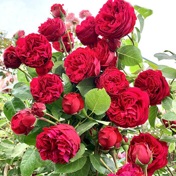 心之顺树状月季树四季大花浓香老桩盆栽月季月季花苗红色龙沙宝石1cm