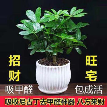 室内大型盆栽植物品牌及商品- 京东