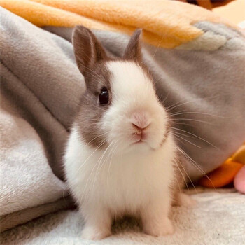 长不大垂耳迷你熊猫小型侏儒茶杯宠物公主小白兔 狮湾 棕白道奇一只