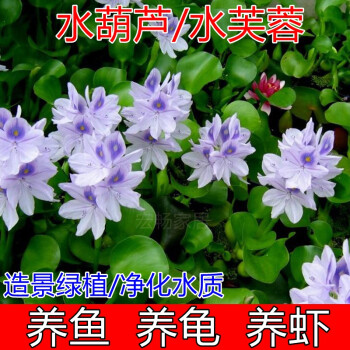 浮萍水草水葫芦养龟鱼虾水芙蓉水面漂浮水生植物鱼缸四季净化水质水葫芦1棵 水芙蓉1棵 浮萍100朵 图片价格品牌报价 京东