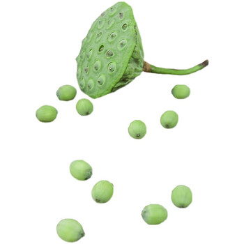 新鲜莲蓬生吃青莲子嫩莲子水果莲蓬青莲米现货洪泽湖莲蓬2斤