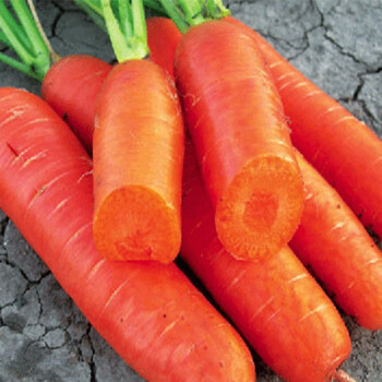 金龍蔬菜种子 八寸参胡萝卜种子 非转基因皮红红瓤 胡萝卜种子 红胡萝卜种孑蔬果盆栽萝卜种籽10克/包
