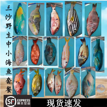 三沙 远海海鱼杂鱼黄立鱼青衣鱼石斑鱼新鲜海鲜 青衣鱼【图片 价格