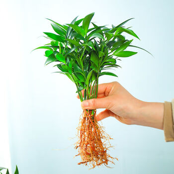 竹柏水培新宠室内客厅绿植四季常青隆鼎 (20棵竹)