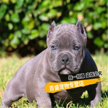 北京犬舍繁殖出售恶霸犬幼犬纯种活体极端口袋体恶霸犬家养活体宠物狗狗血统级 图片价格品牌报价 京东