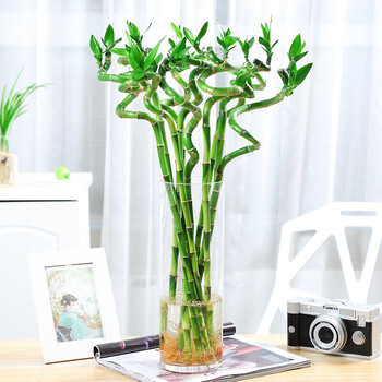 弯竹富贵竹水培植物内转运竹开运竹水养花盆栽富贵竹转运竹10支50厘米