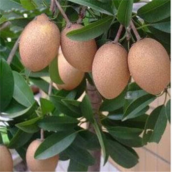 人心果苗庭院盆栽地栽果树苗水果苗超甜当年挂果人心果树苗南方北方