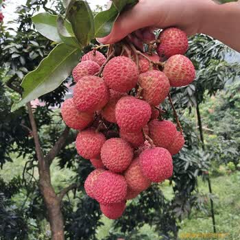 玫栀 四川新鲜妃子笑水果 泸州红袍降莎兰带绿荔枝 合江降莎兰 5斤