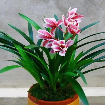 6苗 超香兰花 兰园基地 矮种宽叶 四季兰 兰花苗盆栽价 夜来香 3苗