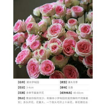 切花薔薇開花株苗-