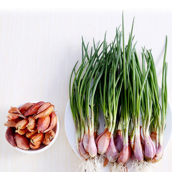 四季香葱黄葱红葱头种子盆栽火葱四季葱种榨葱油干葱头黄葱头种植 四