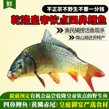 安峰山鲤鱼微山湖大鲤鱼新鲜鲜活四鼻鲤鱼 大鱼 活鱼现杀淡水鱼 鲤鱼鲜活现杀 一条装(杀好总重8两-1.0斤)