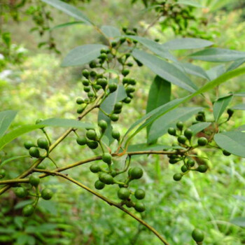 胡椒樹苗基地山胡椒樹苗庭院風景樹木姜子苗椒盆栽香料木姜油種苗 木