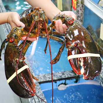 順豐冷鏈 波士頓龍蝦大波龍鮮活冷凍海鮮特大2-15斤/1只超大波龍 食味