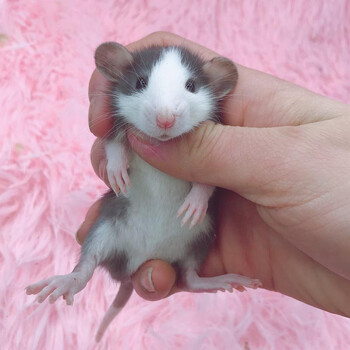 鼠活体幼崽家养温顺高智商小型宠物鼠活物可爱人 正脸哈士奇飞象耳