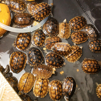 南石龟活体纯种南石苗越南石龟苗黄侯龟宠物观赏乌龟活体宠物活物异宠