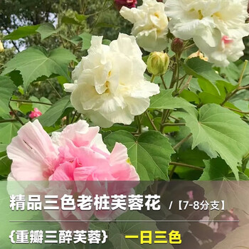 芙蓉花盆栽价格报价行情- 京东