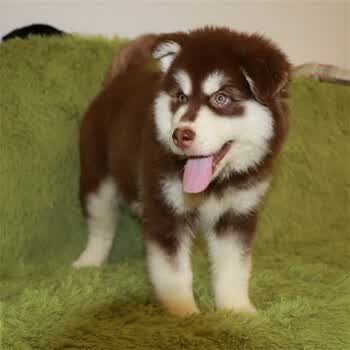 活体宠物-纯种阿拉斯加活体幼犬狗狗大超大型雪橇犬熊版巨型犬灰桃粽