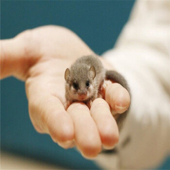 西班牙睡鼠幼崽宠物活体拇指睡鼠活体微型龙猫学生宿舍好养小活物