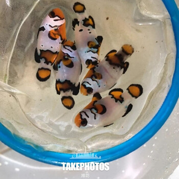 鱼宠物 公子小丑活体人工野生公子珊瑚双带黑背心 喷点雪印小丑4公分