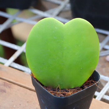 喜阴喜水多肉植物室内迷你小盆栽一片心带盆带土