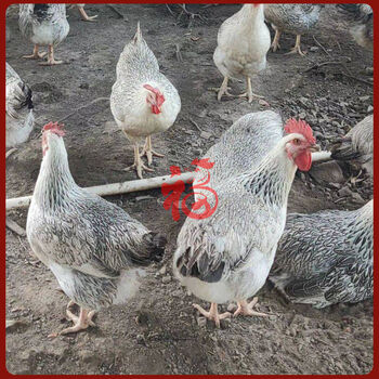 百鸡之家半斤白芦花鸡苗白芦花鸡幼苗小鸡批发活的 4-6两买六 二(3公5