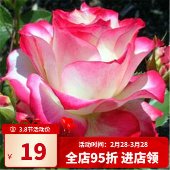 花卉绿植室内盆栽植物月季花苗四季开花月季花苗蔷薇花苗 红白歌会