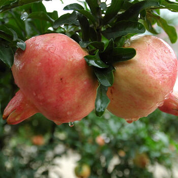 源外园安徽特产红玛瑙玉石籽薄皮多汁新鲜水果现摘现发酸甜大果 4斤