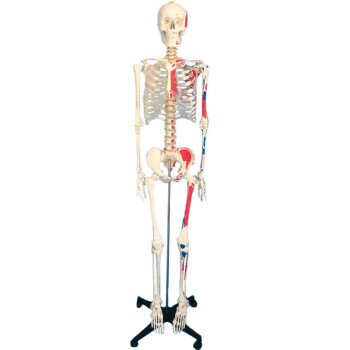 人体骨骼标本- 京东