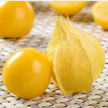 果洋菇娘甜菇凉果时令当季新鲜黄皮水果整箱 精选东北姑娘果 奶香小果