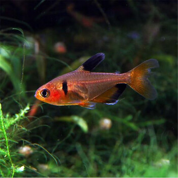 5-2cm红玫瑰扯旗100条送10条防损