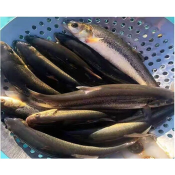 柳根鱼 多规格 东北纯大柳根黑龙江特产冷水鱼柳根鲜活速冻真空加多