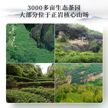 曦瓜乌龙茶曦和武夷岩茶肉桂504g 中火礼盒装 口粮茶 曦瓜乌龙茶曦和武夷岩茶肉桂504g 中火礼盒装 口粮茶