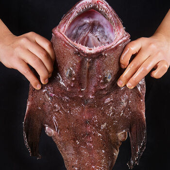 利妙财风新鲜安康鱼鮟鱇鱼灯笼鱼鱼蛤蟆鱼带肝带肚深海现捕自家渔船