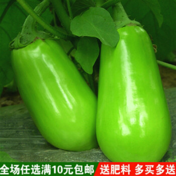 长茄子种子盆栽鸡蛋茄子白蛋茄泰国大小圆茄四季蔬菜种籽孑圆青线绿油茄子约0粒原厂 图片价格品牌报价 京东