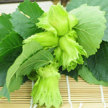 恒愎新货东北薄皮新鲜水瓤大榛子桓仁带皮大榛鲜果湿榛子2500克sowa生