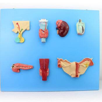 颐诺enovomedicalmodel人体内分泌模型内分泌腺人体解剖医学教学模型