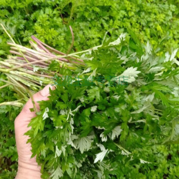 現採野蒿菜黔東南特產新鮮野菜苦蒿青蒿清明社飯食材一斤