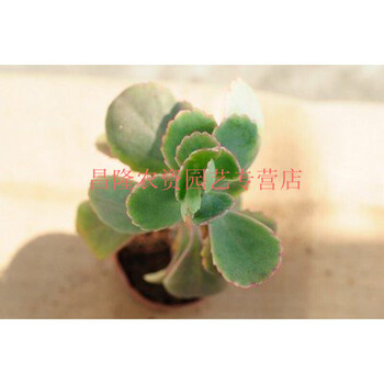 多肉植物批发组合盆栽肉嘟嘟室内肉肉花植物含多肉花盆玉吊钟 含盆 图片价格品牌报价 京东