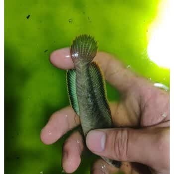 天弗彩虹雷龙鱼活体 南鳢冷水鱼七星鱼 凶猛 耐养冷水观赏鱼包活 彩虹