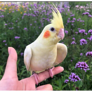 不二臣玄鳳鸚鵡活鳥大型鳥籠手養會說話幼鳥活體牡丹寵物鳥糧黃化鳥